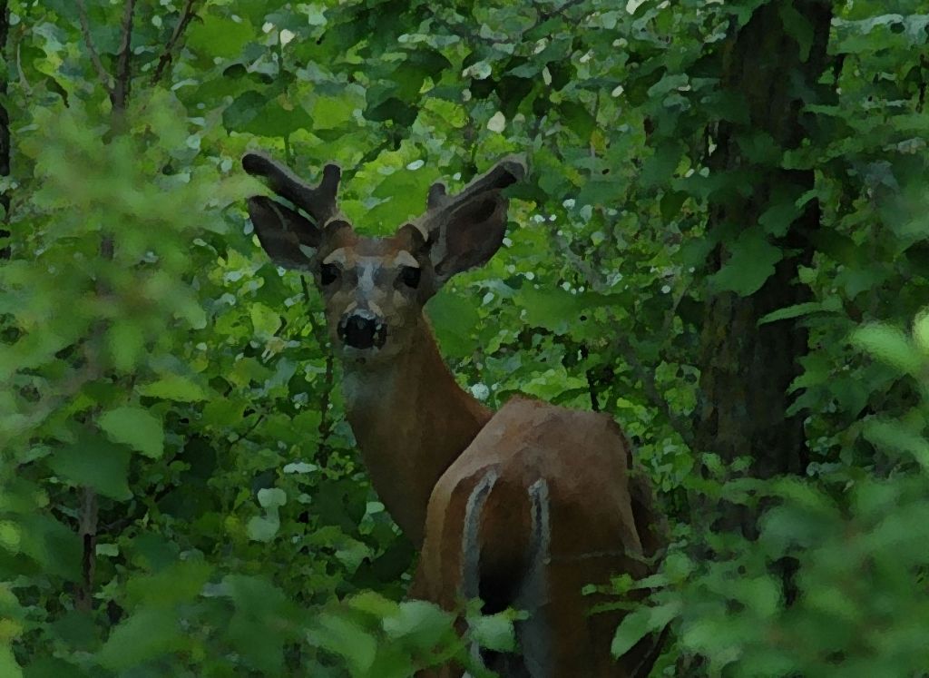 DSC_1484.jpg