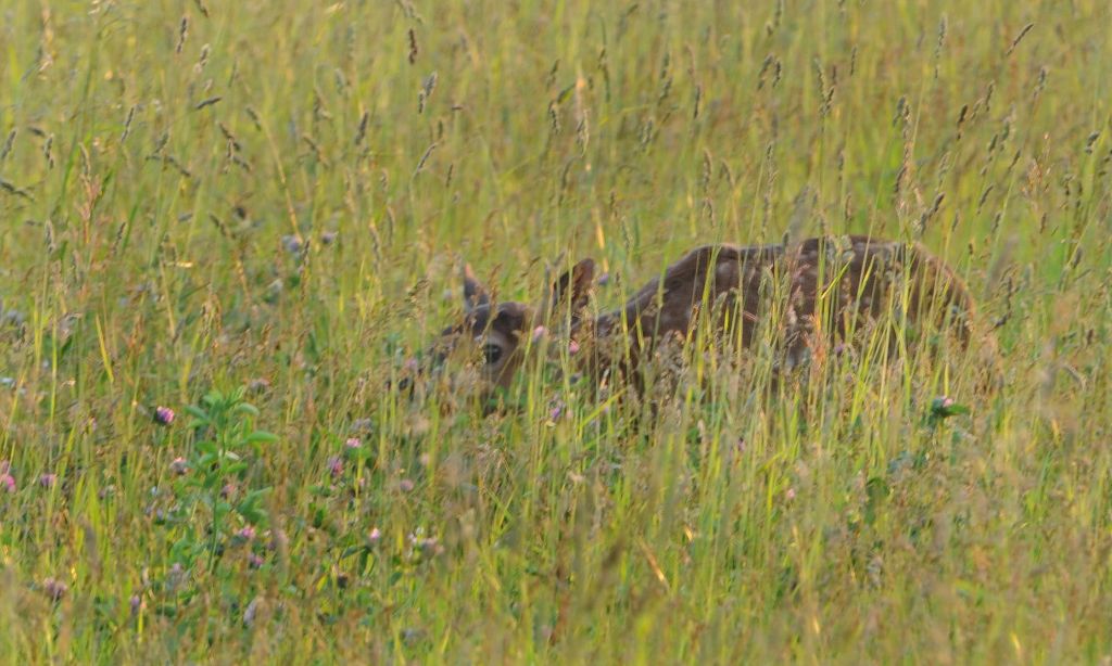 DSC_2355.jpg