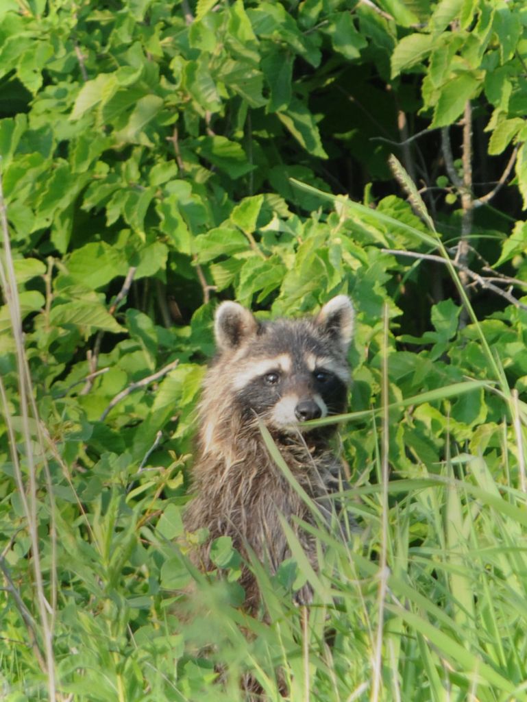 DSC_2398.jpg