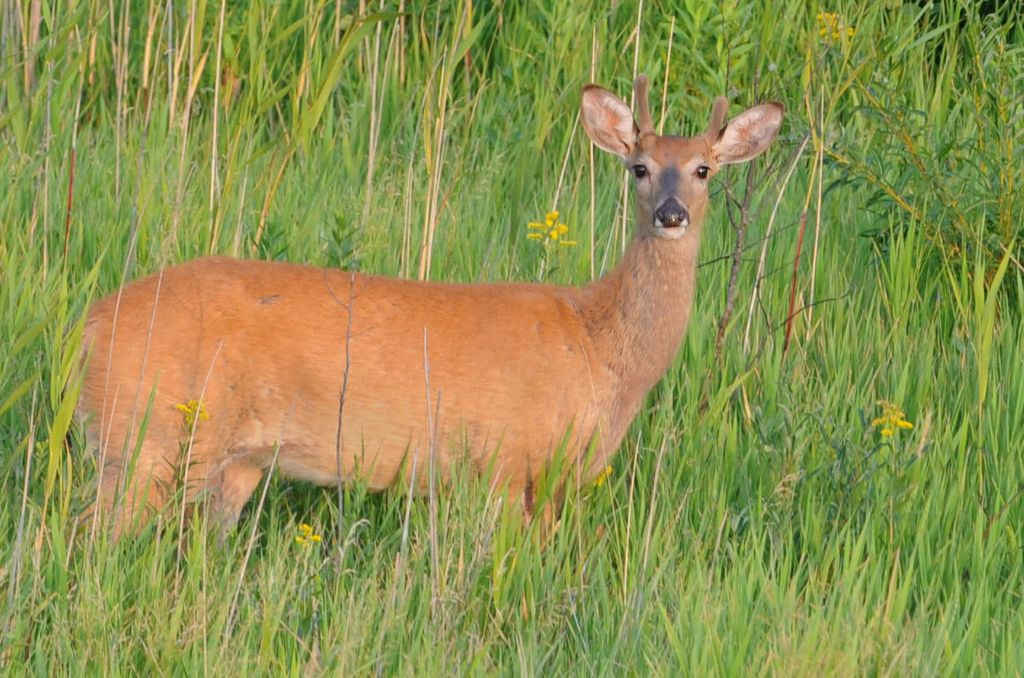 DSC_2405.jpg