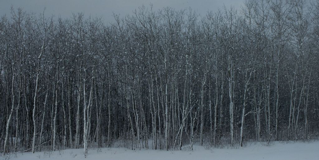 DSC_2411.jpg