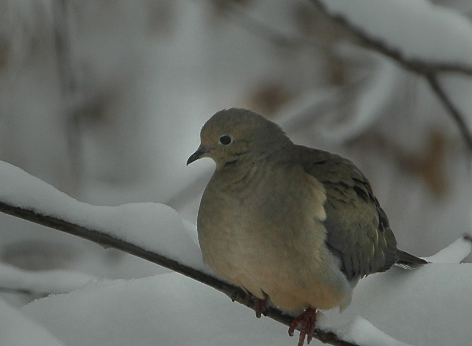 DSC_2592.jpg