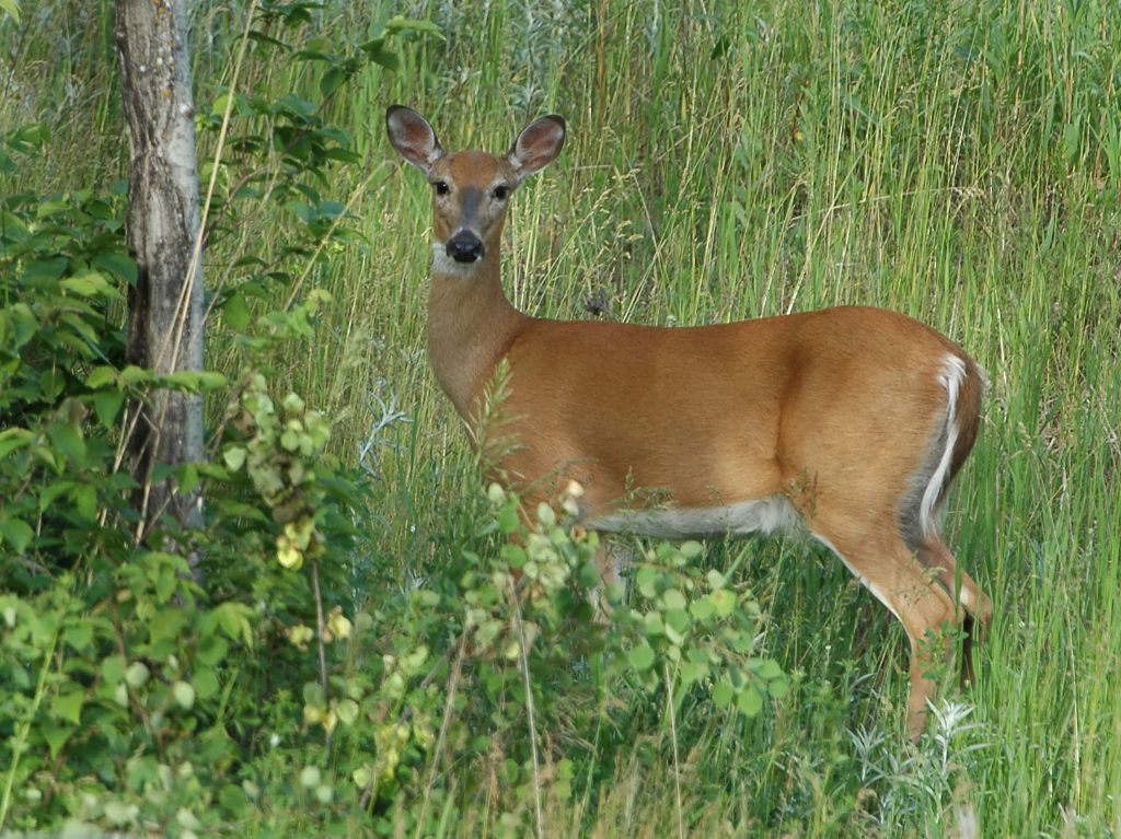DSC_3683.jpg