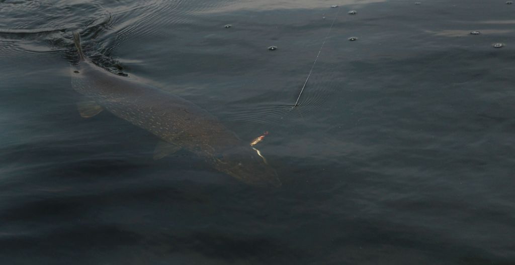 DSC_4107.jpg