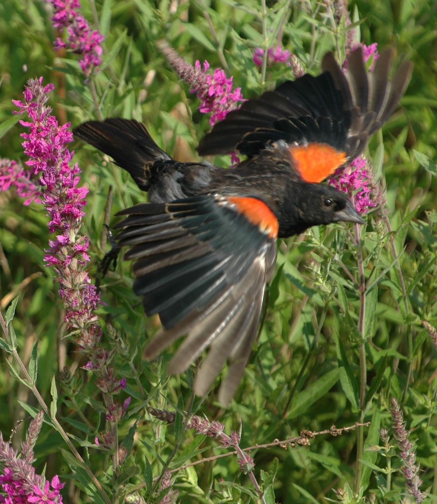 DSC_4455.jpg