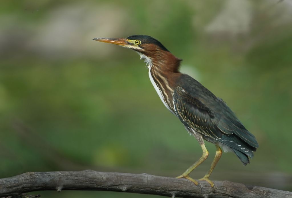 DSC_4503.jpg