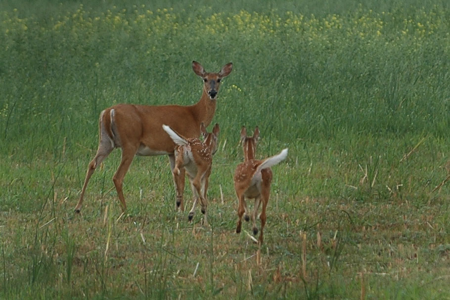 DSC_4585.jpg
