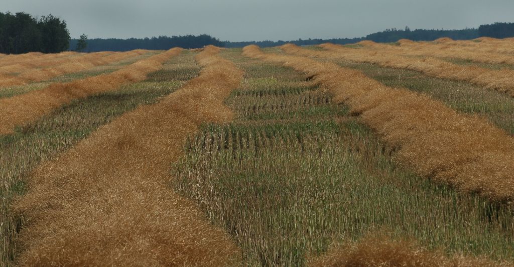 DSC_4596.jpg