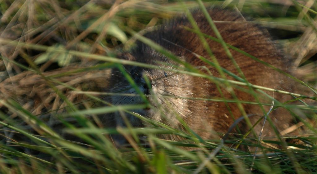 DSC_4655.jpg