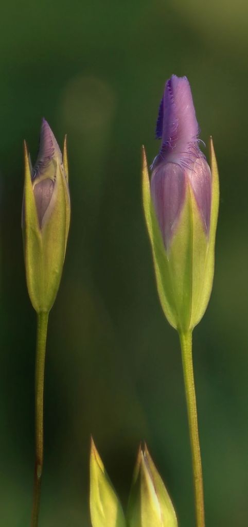 DSC_4662.jpg