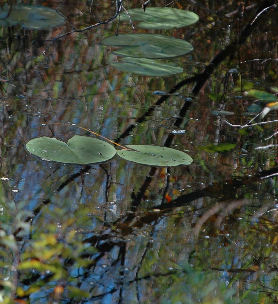DSC_4799.jpg