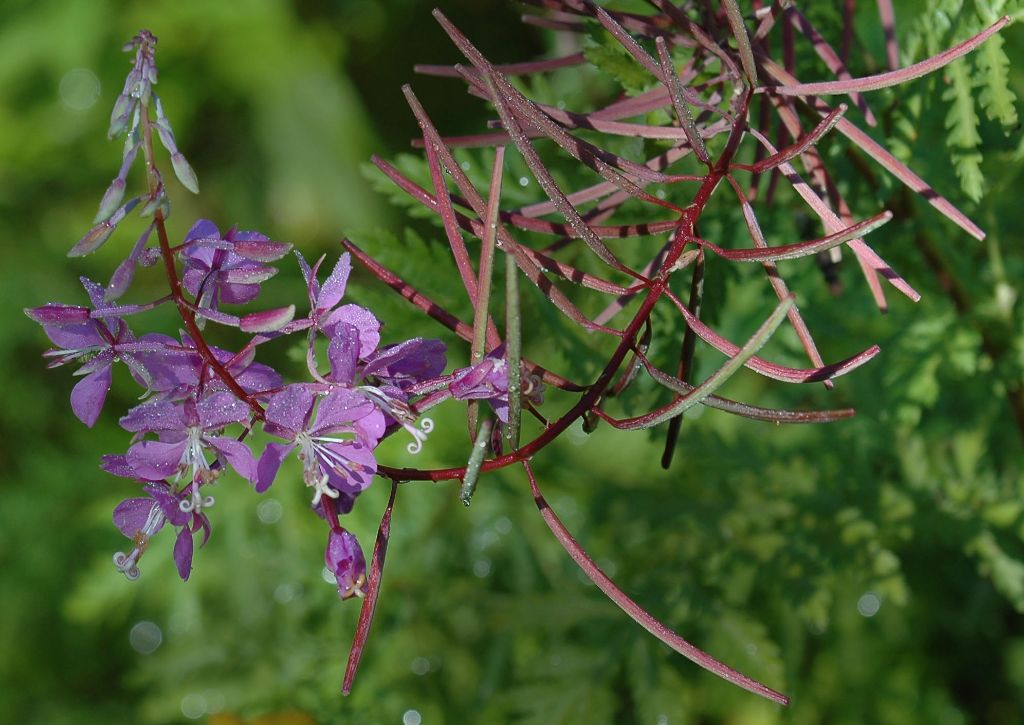 DSC_4805.jpg