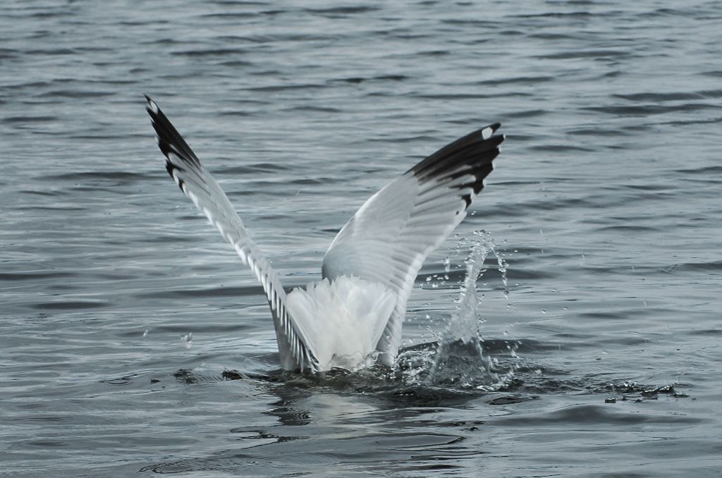 DSC_5460.jpg