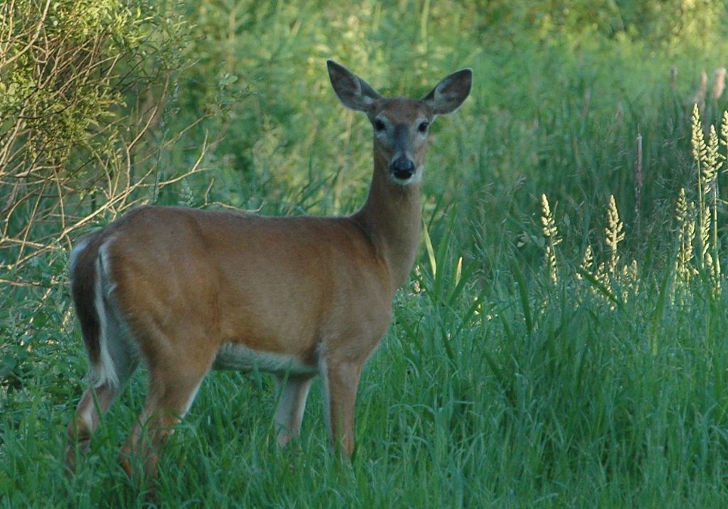 DSC_6421.jpg