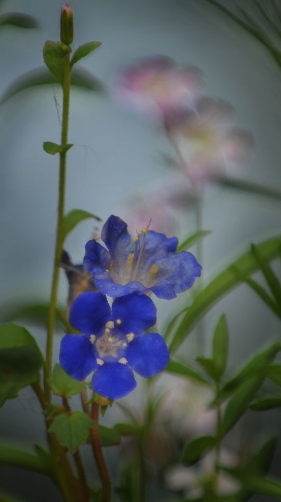 DSC_7076.jpg