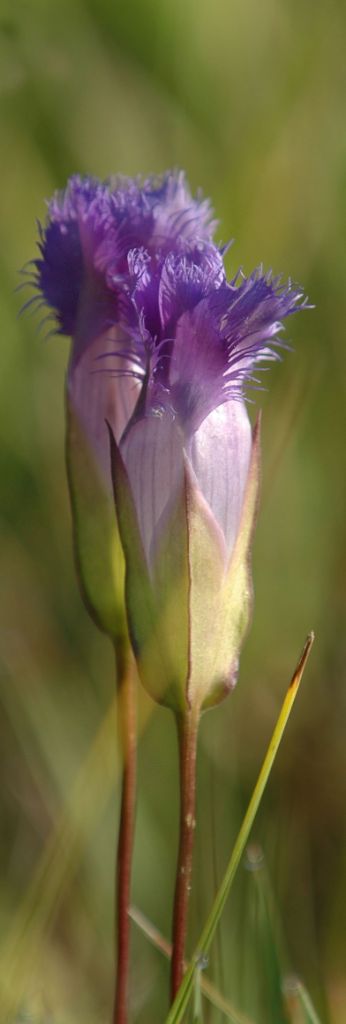 DSC_8723.jpg
