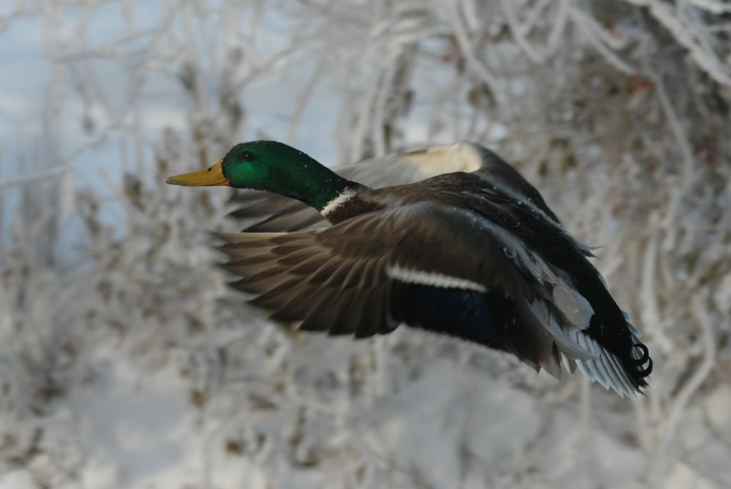 DSC_9435.jpg