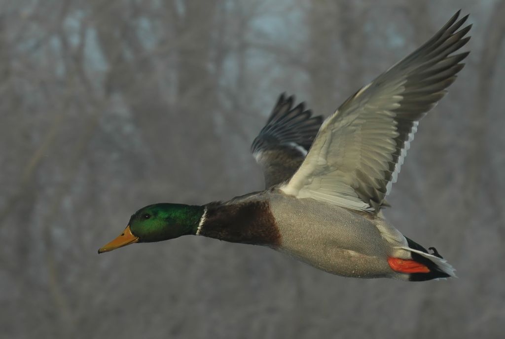DSC_9474.jpg