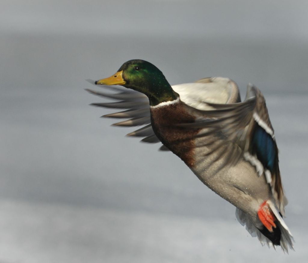 DSC_9556.jpg