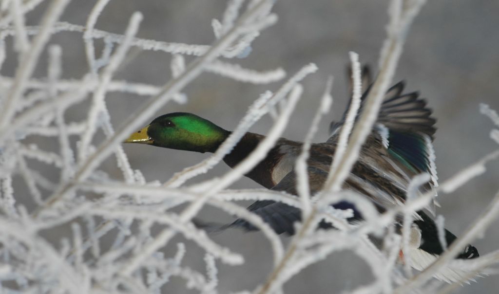 DSC_9577.jpg
