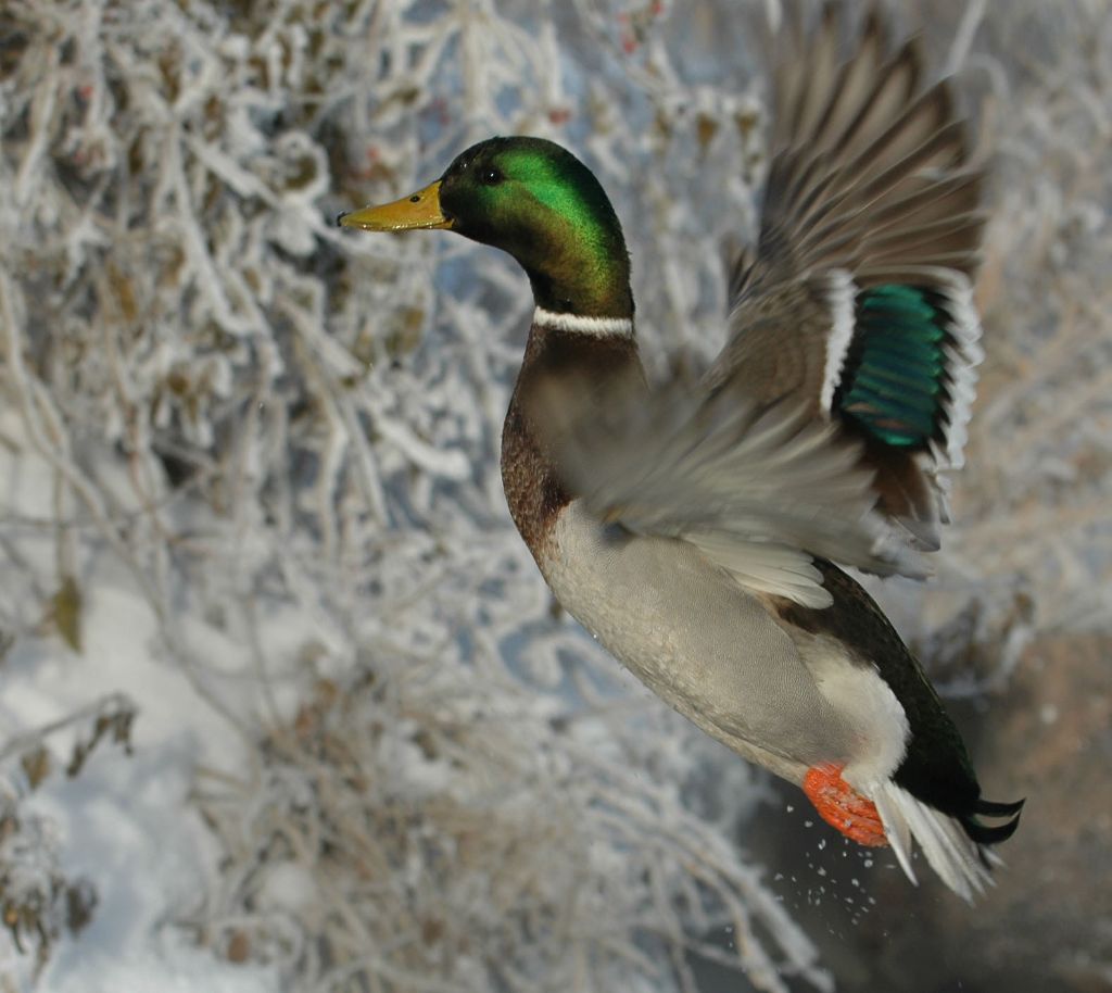 DSC_9617.jpg