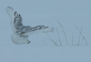 snow_owl_wings_2