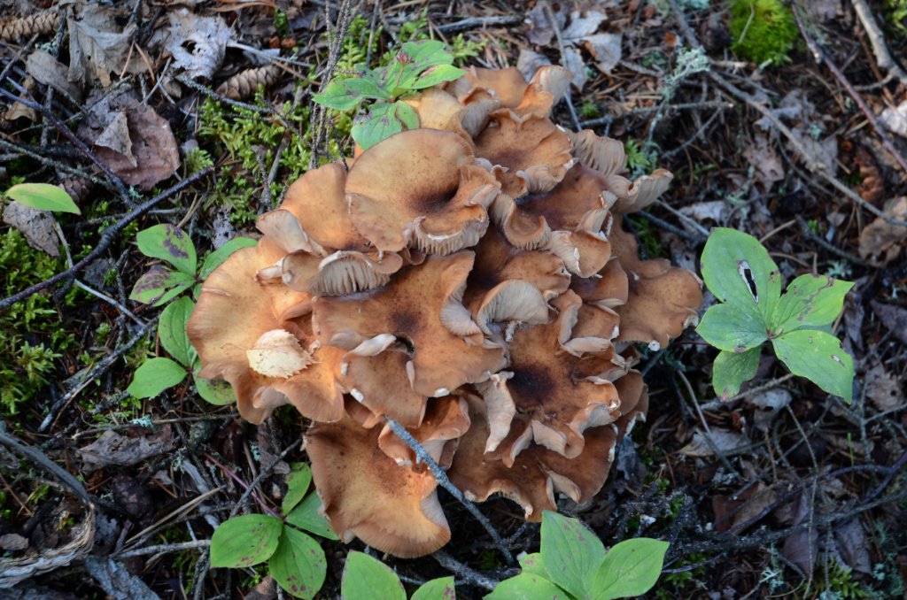 700_6249.jpg - lots of mushrooms