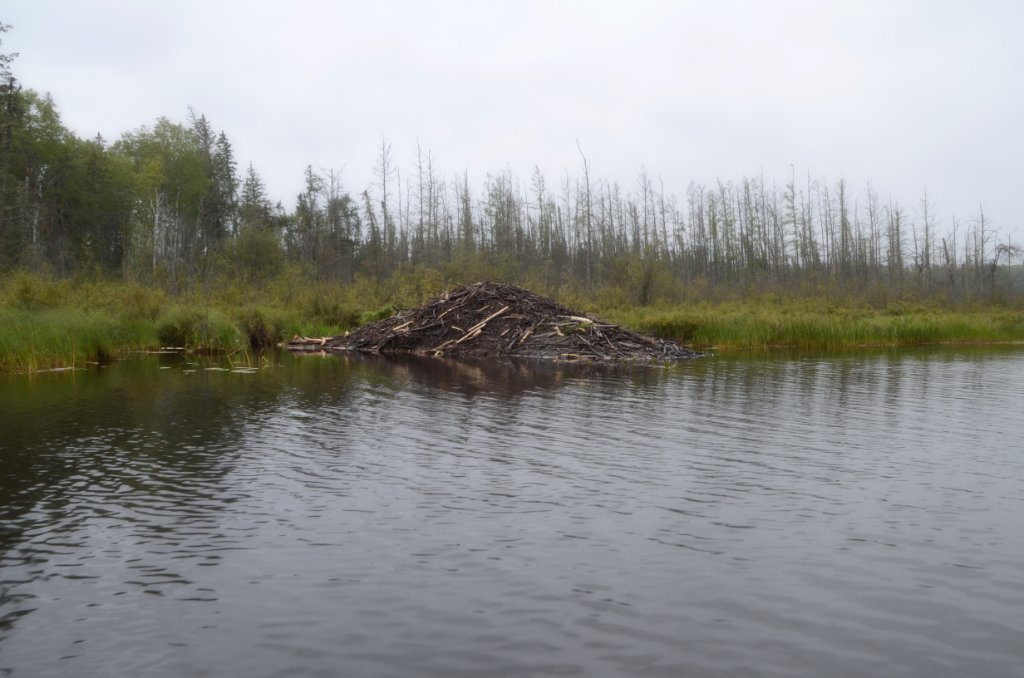 700_6372.jpg - Beavers