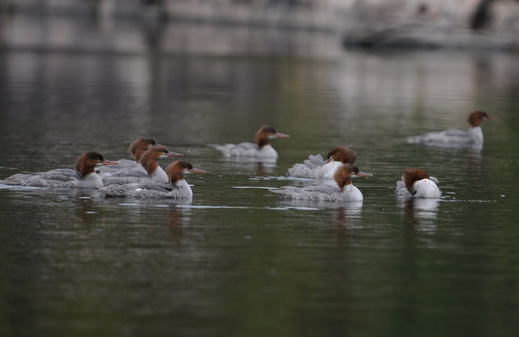 DSC_0009.jpg - Some mergansers