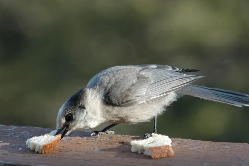 DSC_1410.jpg - Gray Jay eating his breakfast!
