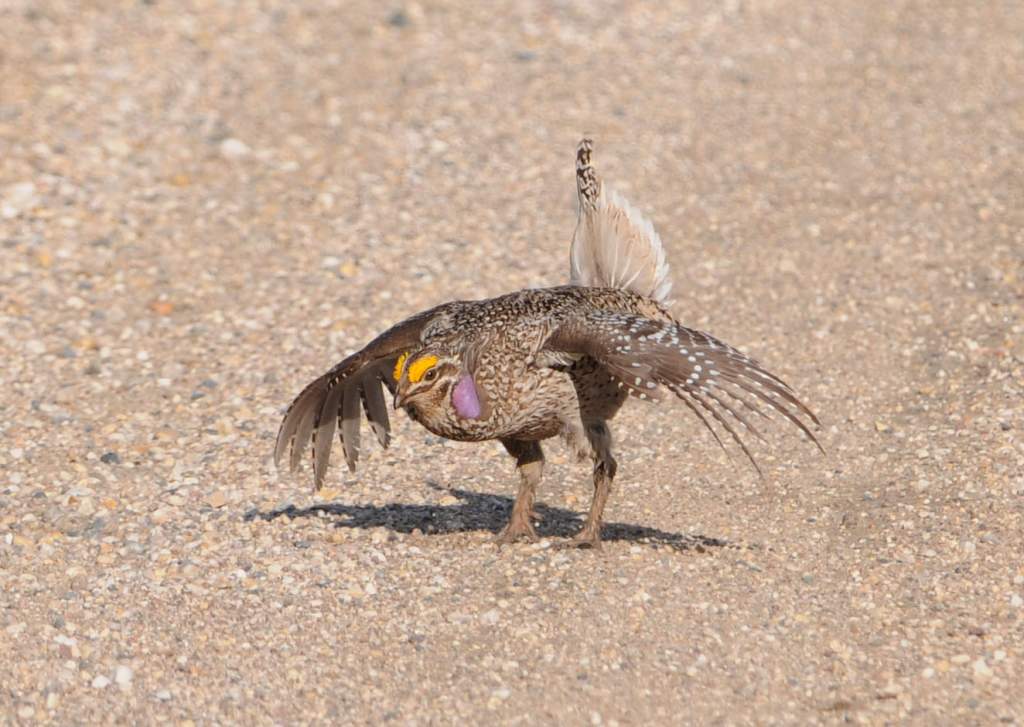 DSC_0821.jpg - Nice dance