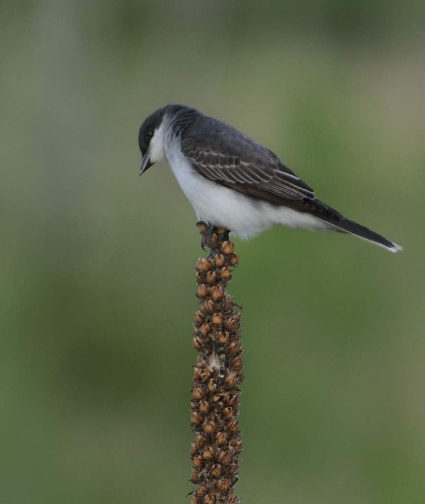 DSC_0863.jpg - Kingbird eye his prey