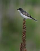 flycatcher