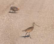 godwit_sharp