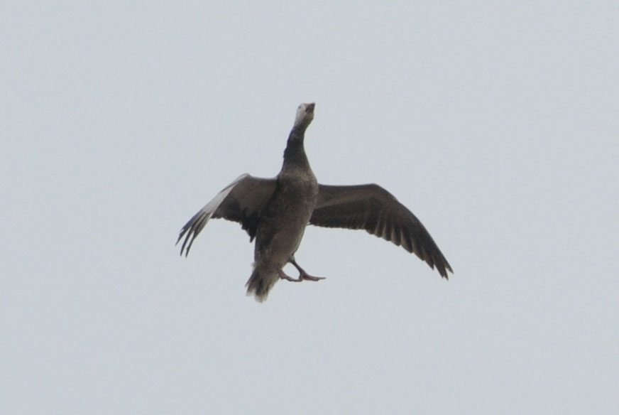 DSC_5866.jpg