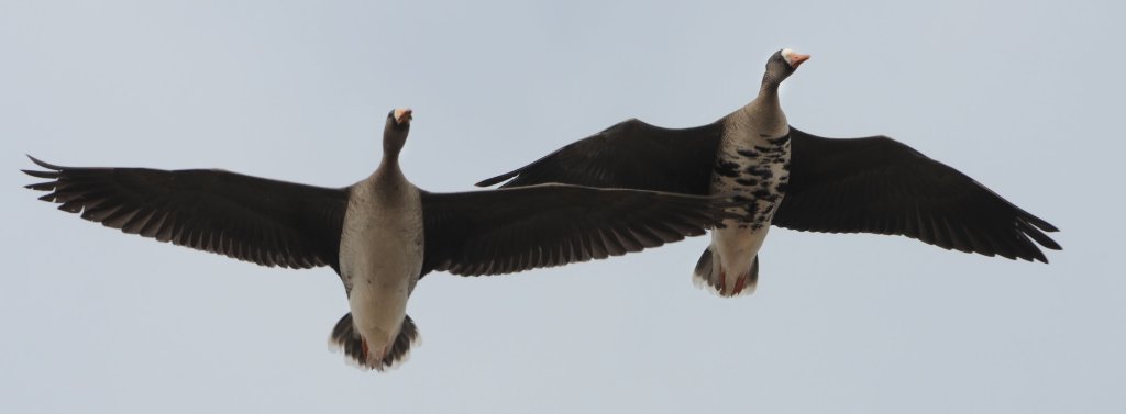 DSC_5936.jpg