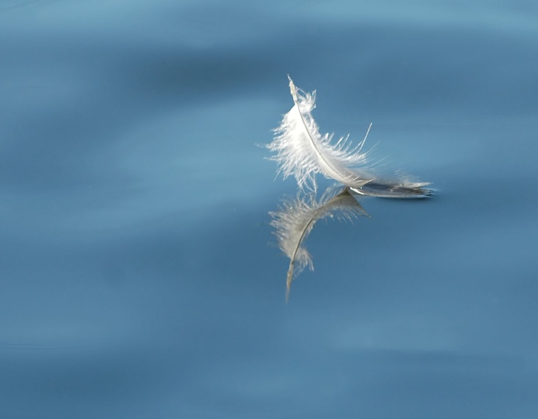 DSC_6386.JPG - Feather on the pond