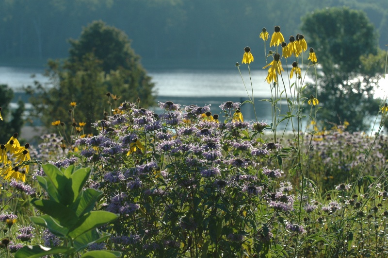 DSC_8171.JPG - Wildflowers at Bush Lake Park Reserve (Bloomington, MN)