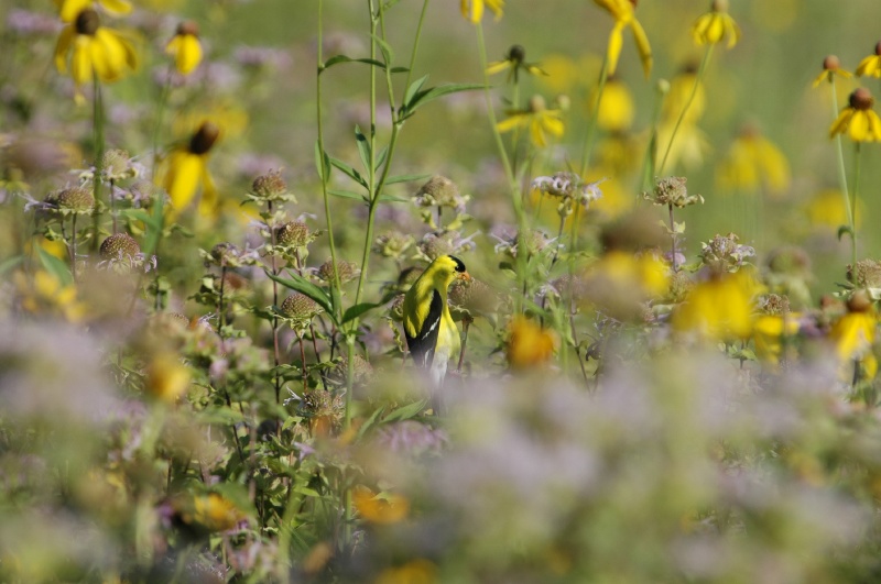 DSC_8384.JPG - Another view of the goldfinch