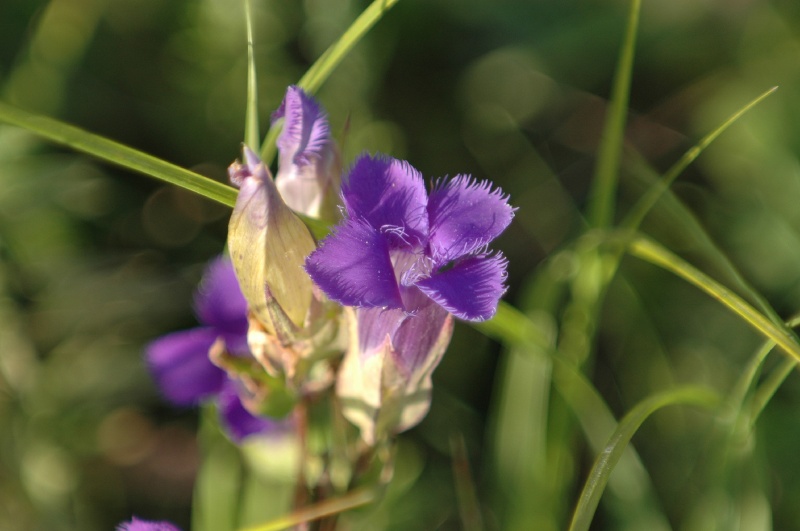DSC_8776.JPG - Close-up